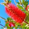 Bottlebrushes Diamond Painting