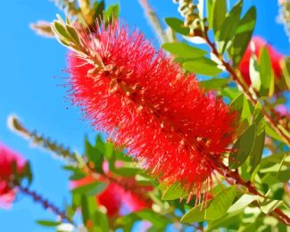 Bottlebrushes Diamond Painting