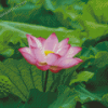 Pink Nelumbo Nucifera Flower Diamond Painting