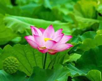 Pink Nelumbo Nucifera Flower Diamond Painting