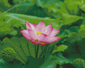 Pink Nelumbo Nucifera Flower Diamond Painting