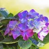 Purple Hortensia Diamond Painting