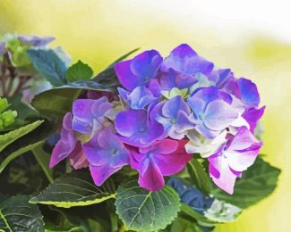 Purple Hortensia Diamond Painting