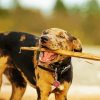 Catahoula Leopard Dog Diamond Painting