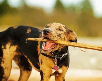 Catahoula Leopard Dog Diamond Painting