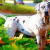 White Catahoula Leopard Dog Diamond Painting