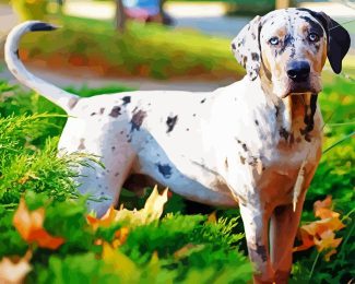 White Catahoula Leopard Dog Diamond Painting