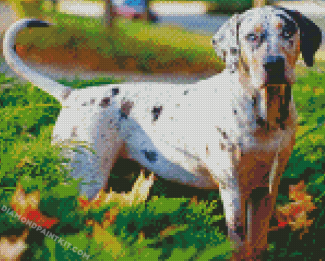 White Catahoula Leopard Dog Diamond Painting