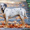 Catahoula Leopard Dog Diamond Painting