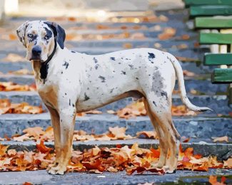 Catahoula Leopard Dog Diamond Painting