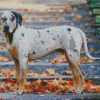 Catahoula Leopard Dog Diamond Painting