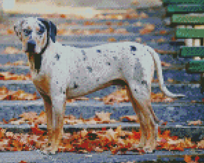 Catahoula Leopard Dog Diamond Painting