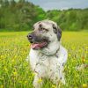 Anatolian Shepherd Diamond Painting