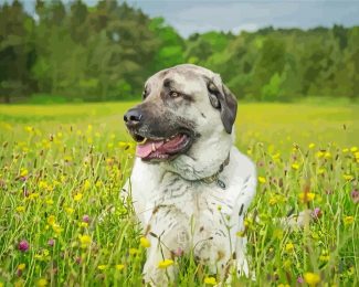 Anatolian Shepherd Diamond Painting