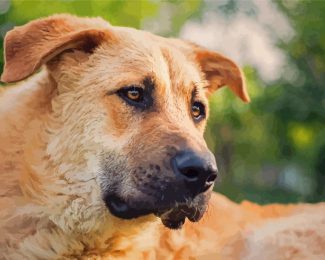 Anatolian Shepherd Dog Animal Diamond Painting