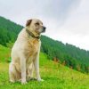 The Anatolian Shepherd Diamond Painting