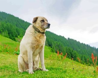 The Anatolian Shepherd Diamond Painting