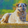 Anatolian Shepherd Dog Diamond Painting