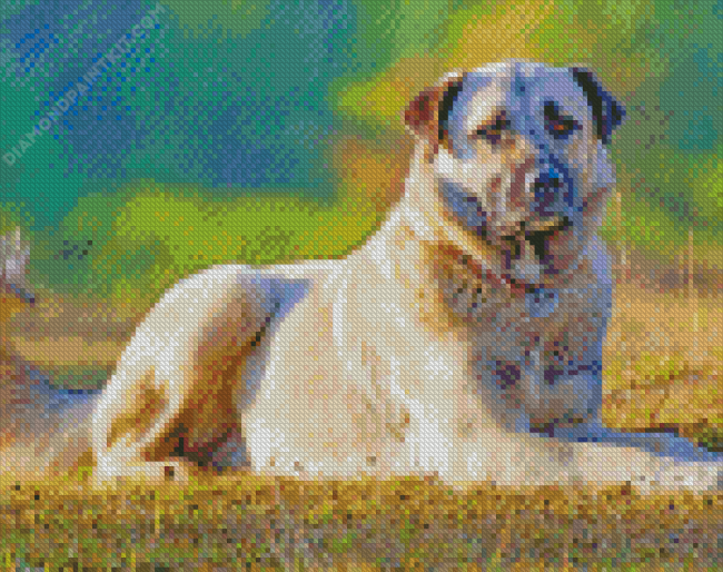 Anatolian Shepherd Dog Diamond Painting