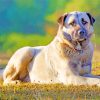 Anatolian Shepherd Dog Diamond Painting