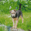 Lakeland Terrier Diamond Painting