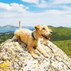 Lakeland Terrier Dog Diamond Painting