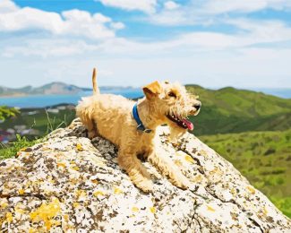 Lakeland Terrier Dog Diamond Painting