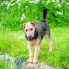 Lakeland Terrier Diamond Painting