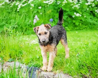 Lakeland Terrier Diamond Painting