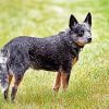 Australian Cattle Dog Animal Diamond Painting