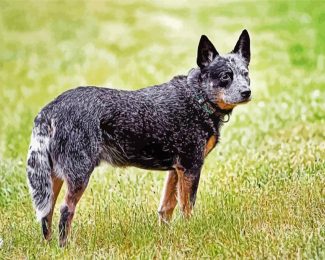 Australian Cattle Dog Animal Diamond Painting