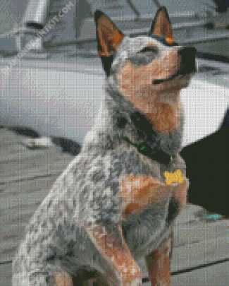 Australian Cattle Dog Diamond Painting