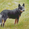 Australian Cattle Dog Animal Diamond Painting