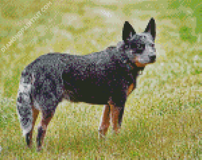 Australian Cattle Dog Animal Diamond Painting