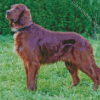 Brown Irish Red White Setter Diamond Painting