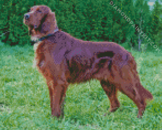 Brown Irish Red White Setter Diamond Painting