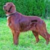 Brown Irish Red White Setter Diamond Painting