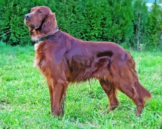 Brown Irish Red White Setter Diamond Painting