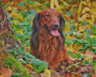 Irish Setter Diamond Painting