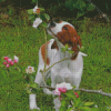 Brown Irish Setter Diamond Painting