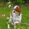 Brown Irish Setter Diamond Painting