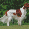 Cool Irish Red White Setter Diamond Painting