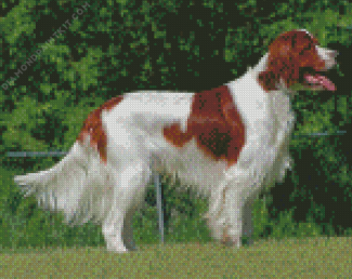 Cool Irish Red White Setter Diamond Painting