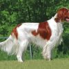 Cool Irish Red White Setter Diamond Painting