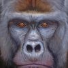 Silverback Gorilla Face Diamond Painting