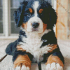 Bernese Mountain Puppy Diamond Painting art