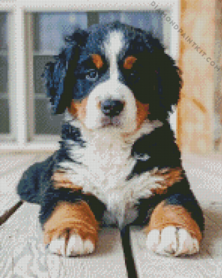 Bernese Mountain Puppy Diamond Painting art