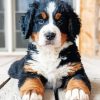 Bernese Mountain Puppy Diamond Painting art