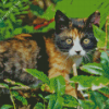 Tortoiseshell Cat Diamond Painting art