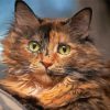 Tortoiseshell Cat Diamond Painting art